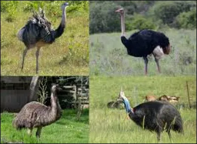 Combien existe-t-il aujourd'hui d'espèces de ratites ?