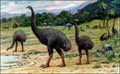 Certaines espèces de ce groupe ont disparu. Certains d'entre elles, parmi les plus emblématiques, vivaient en Nouvelle-Zélande jusqu'au XIe siècle. Il s'agit...