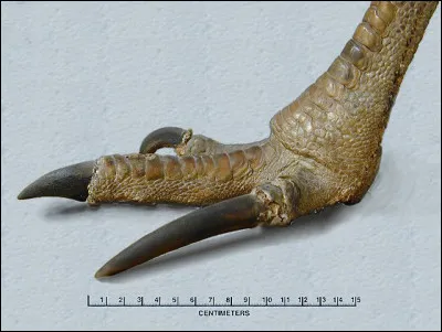 Les oiseaux les plus dangereux de la planète font partie de ce groupe. Leurs griffes acérées permettent à ces ratites d'obtenir ce titre. Ce sont...