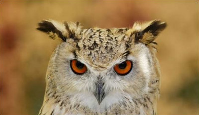 Combien de temps a-t-il fallu pour apprendre aux hiboux à transporter des lettres avec leur bec ?