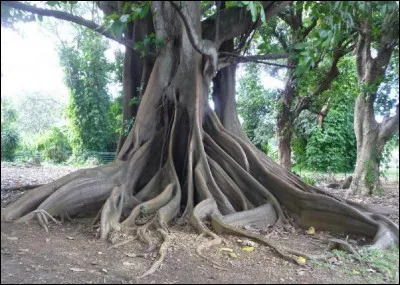 Quel est l'autre nom du kapokier ?