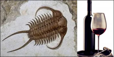 Lettre « J » comme « Jour » : 
Comme on l'a appris à l'école, la durée d'une journée, d'un jour est de 24h00 environ. Mais, à l'époque du « Cambrien » (il y a 500 millions dannées) quelle était la durée d'une journée ?