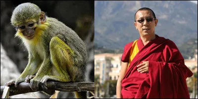 Lettre « T » comme « Talapoin » : 
Comme beaucoup de mots, celui-ci peut prendre plusieurs significations. A votre avis, quelle est la MAUVAISE définition du mot « talapoin » ?