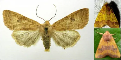 Lettre « X » comme « Xanthie » : 
Dans ses « nouvelles méditations poétiques », Alphonse nous a écrit : 
« Naître avec le printemps, mourir avec les roses,
Sur l'aile du zéphyr nager dans un ciel pur »
Que peu bien signifier le mot « Xanthie » ?