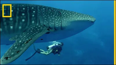 Quel film Gérard Philipe a-t-il tourné ?