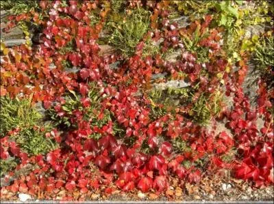 Laquelle de ces plantes n'est pas une espce grimpante ?