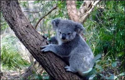 Quel est cet animal ?