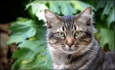 Combien de sens ont les chats ?