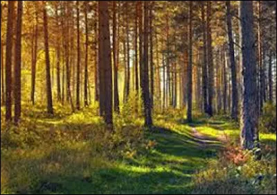 Qui habite uniquement dans la forêt ?