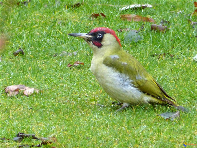 Présent en Europe en grand nombre, il fréquente régulièrement les pelouses des parcs et jardins. Cet oiseau est...