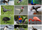 Quiz Les oiseaux du monde (1) - la France métropolitaine