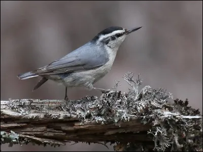 Endémique de Corse, cette espèce apprécie les pinèdes d'altitudes où elle se nourrit de pignons de pin et d'insectes. Il s'agit...