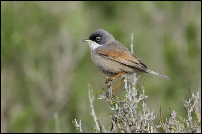 Au printemps, cet oiseau niche dans les salicornes des rivages méditerranéens de France. Il s'agit de...
