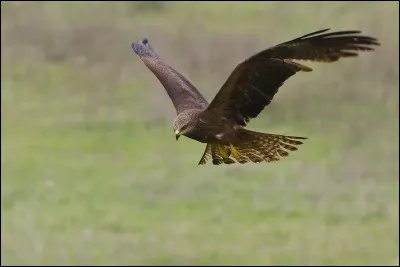 Nicheur assez commun dans une grande partie de la France, cet oiseau peut effectuer des passages en grands effectifs (jusque 13 968 en un jour !) dans les cols du Sud-Ouest du pays lors de sa migration. C'est...