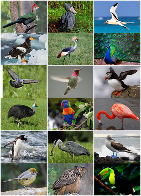 Les oiseaux du monde (1) - la France métropolitaine