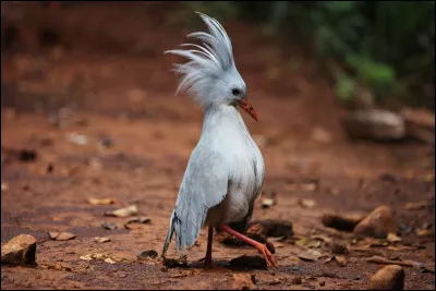 Endémique de Nouvelle-Calédonie, cet oiseau incapable de voler est l'un des plus rares au monde. Quel est son nom ?