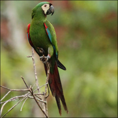 Membre de la famille des Psittacidés, cet oiseau possède une aire de répartition assez large en Amérique du Sud. C'est...