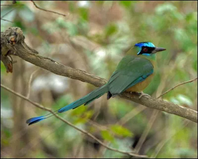 Proche des guêpiers, cet oiseau se distingue par la forme originale de ses rectrices (plumes de la queue). Il s'agit...