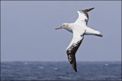 Les îles Kerguelen se distinguent par la présence de colonies d'oiseaux marins, et notamment de cette espèce. Elle se nomme...