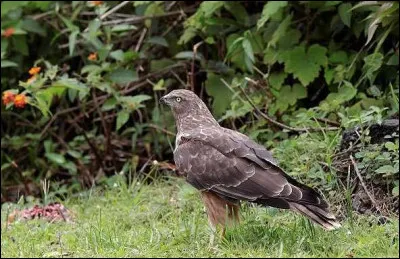 Endémique de la Réunion, ce rapace y niche principalement dans les zones humides. De quelle espèce s'agit-il ?