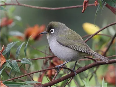 Cette espèce est également endémique de la Réunion, où elle niche dans les forêts. Il s'agit...