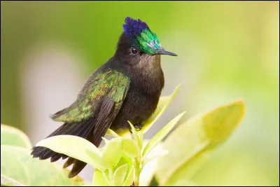 Cet oiseau niche dans les Petites Antilles, notamment en Guadeloupe et Martinique. De quelle espèce s'agit-il ?