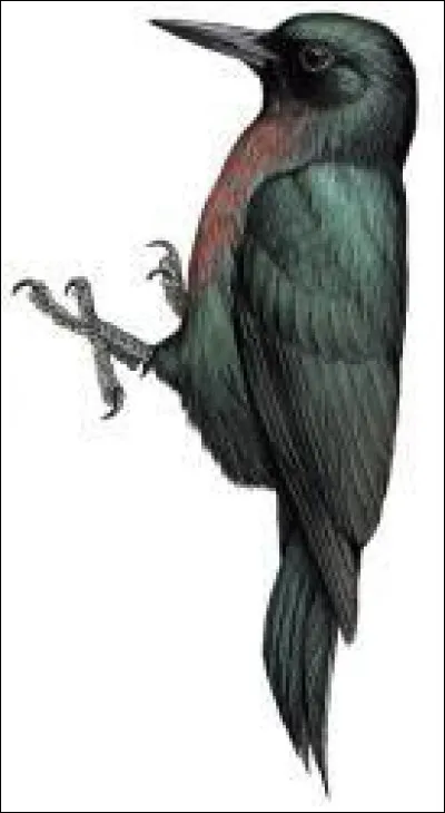 Endémique de Guadeloupe, cet oiseau affectionne particulièrement les forêts humides. Vous avez reconnu...