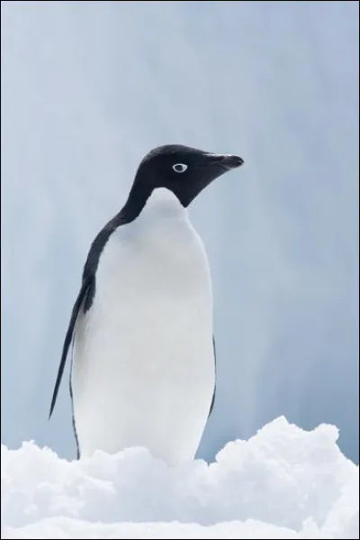 L'Antarctique française a donné son nom à cette espèce de manchot que l'on reconnaît grâce à la présence d'un cercle oculaire blanc. Quelle espèce est-ce ?