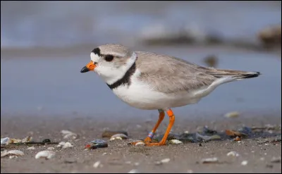 Cette espèce menacée niche sur les cordons dunaires de Saint-Pierre-et-Miquelon. Quel est cet oiseau ?