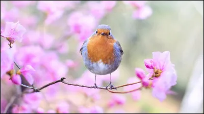 Nous sommes au mois d'avril. Sommes est un...