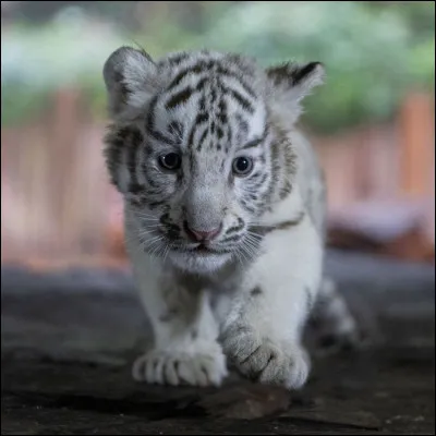 Ça je sais, c'est un (ou une) :