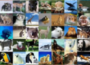 Test Quel animal es-tu ?