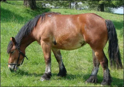 Quelle est la couleur de la jument du roman de Marcel Aymé ?
