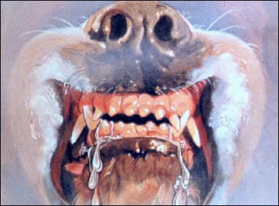 ''Cujo'' est un roman d'horreur écrit par Stephen King. Quelle est la race du chien qui se fait inoculer le virus de la rage et se transforme en redoutable machine à tuer ?