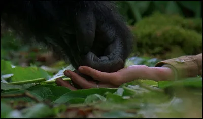 Dian Fossey est une primatologue américaine. Quel est le titre de son récit autobiographique ?