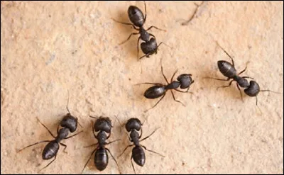 Qui a écrit le roman animalier de philosophie fiction ''Les Fourmis'' ?