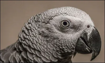 Quel cinéaste roi du suspens et de l'humour noir est l'auteur du roman ''Le Perroquet qui bégayait'' ?