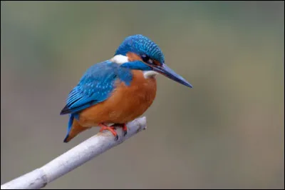 Cet oiseau est souvent aperçu furtivement comme une flèche bleue qui traverse un plan d'eau, on s'estime donc toujours chanceux lorsqu'on l'observe posé. De quel oiseau s'agit-il ?