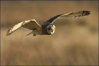 Parfois dans les mêmes milieux que l'espèce précédente, ce rapace nocturne hiverne régulièrement dans les polders. C'est...
