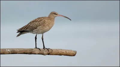 Hivernant en grand nombre en Flandre, cette espèce y est aussi nicheuse. Son long bec recourbé vous a fait reconnaître le plus grand des limicoles : le...