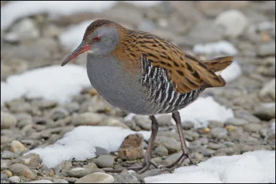 Présent toute l'année dans les marais, cette espèce est réputée difficile à voir mais son cri "de cochon" se laisse facilement entendre. De quoi s'agit-il ?