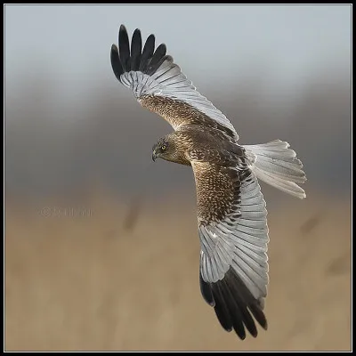Cet oiseau niche dans les marais et les terrains agricoles, principalement sur la côte. Il s'agit...