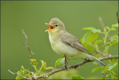Cet oiseau fréquente les boisements, les dunes et les bocages. Il est remplacé par son homologue dit "polyglotte" dans le sud-ouest de l'Europe. De quelle espèce s'agit-il ?