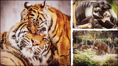 Quel animal préfères-tu ?