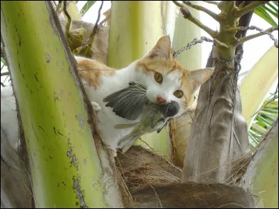 "La théologie joue avec la vérité comme le chat avec la souris" est de :