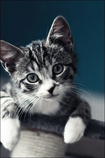 "Un petit chat bien élevé ne doit pas _____ (avec) une souris qui ne lui a pas été présentée."