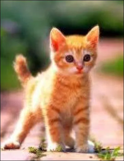 "Pour l'amour de la graisse, le chat lécherait le chandelier." Ceci est un proverbe :