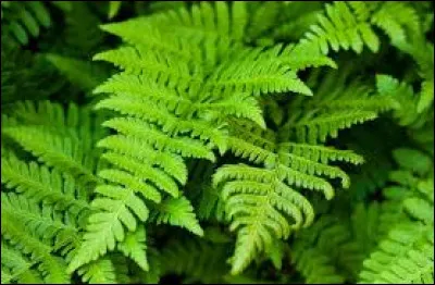 Vous "zieutez" alors autour de l'endroit où vous avez trouvé le papier secret et vous voyez avec horreur des taches rouge sombre. Vous suivez ces taches que vous suspectez être du sang. Soudain, vous entendez des branches craquer. Est-ce que se retourner et voir qui vous a suivi est une bonne chose à faire ?