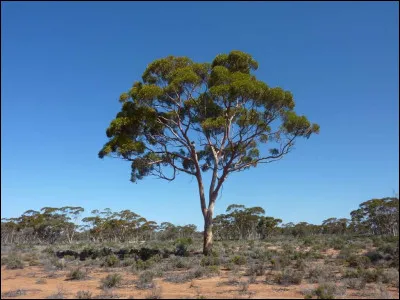 Et grimper à l'arbre le plus proche... Est-ce une bonne idée ?