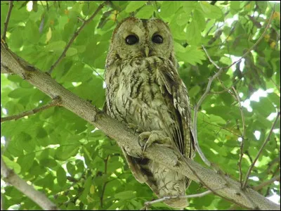 Commun dans les forêts du pays, ce rapace est l'un des plus répandus d'Europe. C'est...